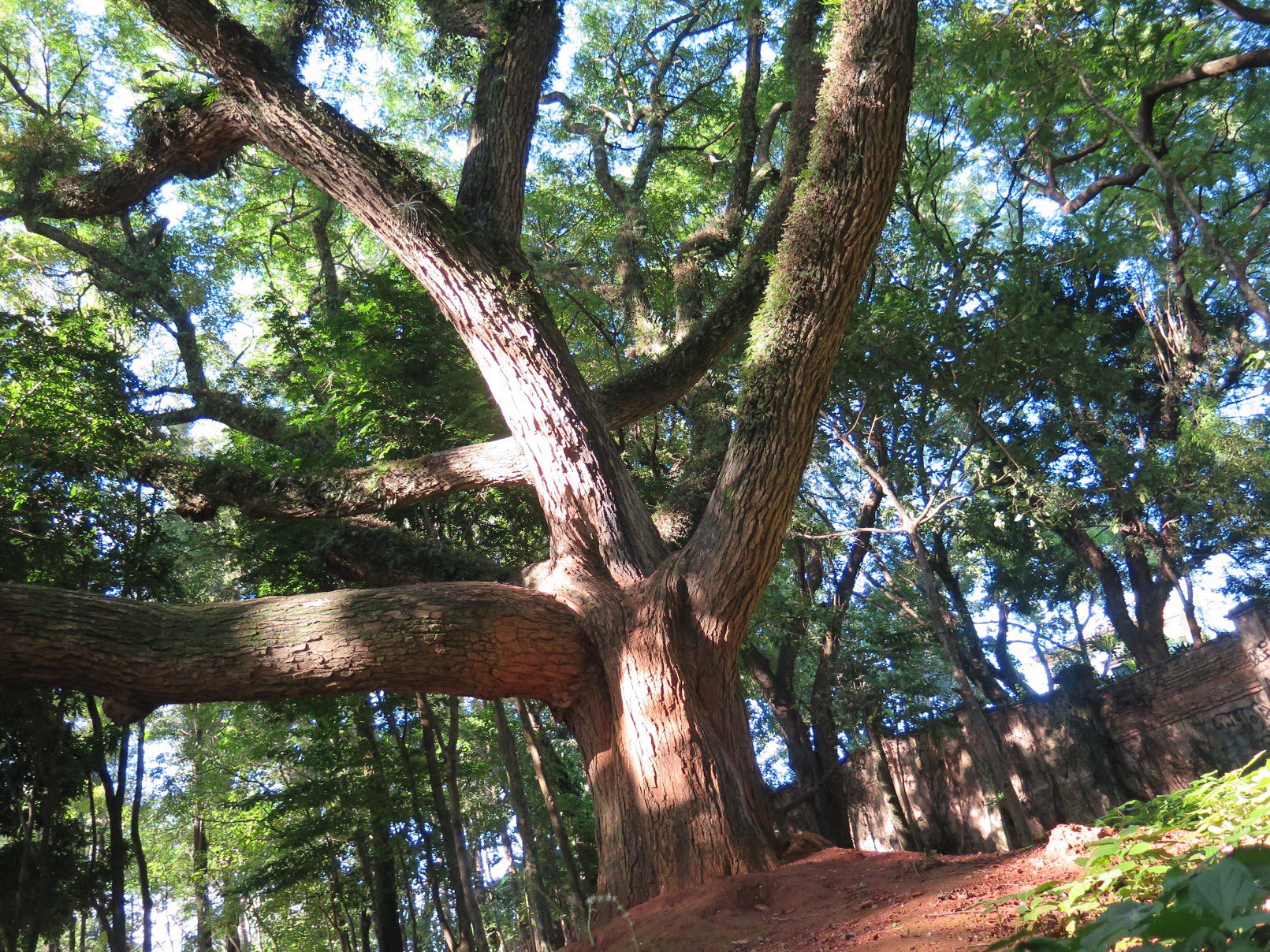 Poesia que de tão brasileira é rueira